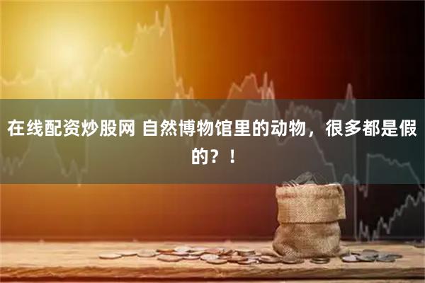 在线配资炒股网 自然博物馆里的动物，很多都是假的？！